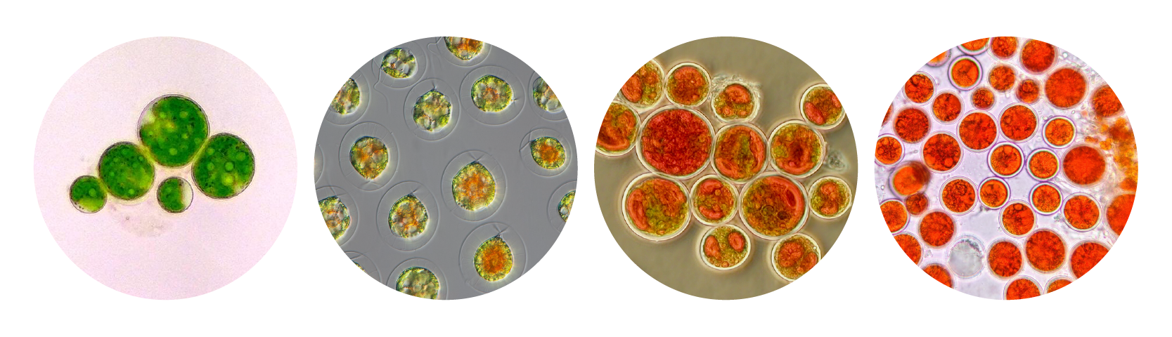 Beta Alg-Genetic-Algae Biotechnology-Astaxanthin-group