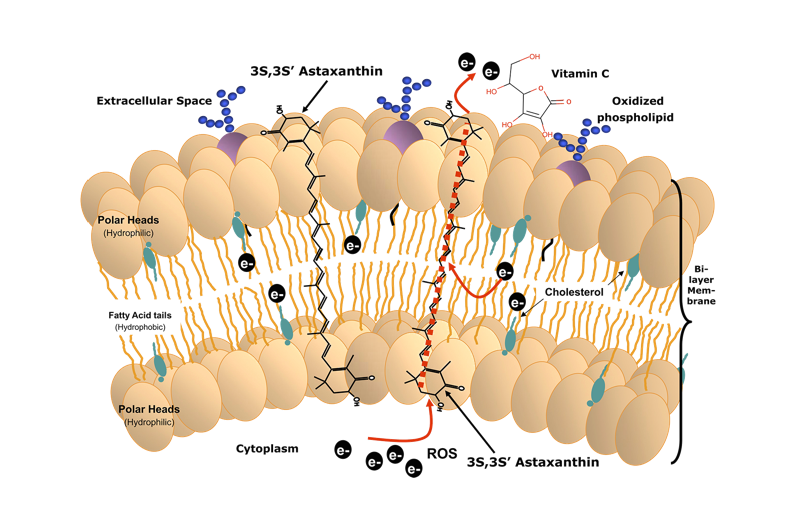 Beta Alg-Genetic-Algae Biotechnology-Astaxanthin-red miracle-2