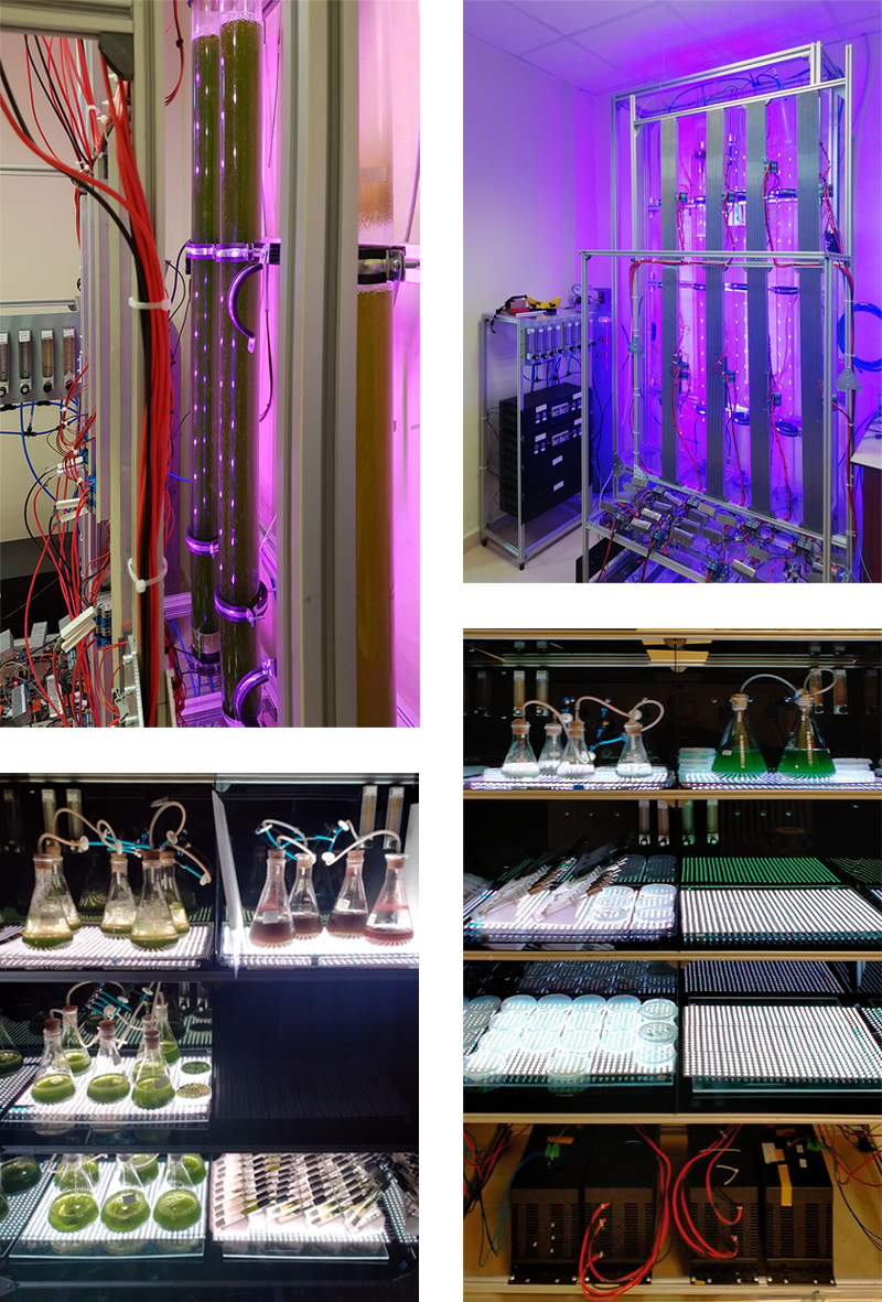 Beta Alg-LED Light Application in Microalgae