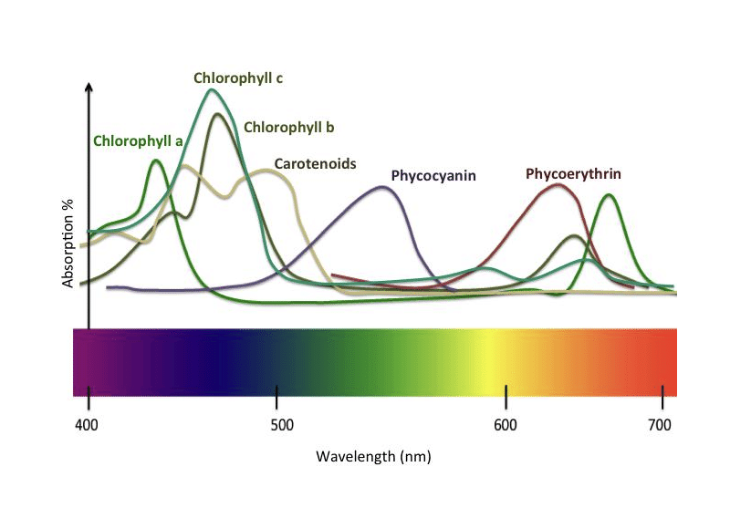 Beta Alg-Light Absorption Spectra for Microalgal Pigments