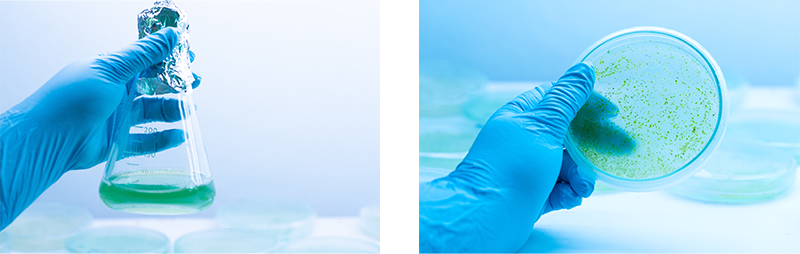 Beta Alg-Strain Development