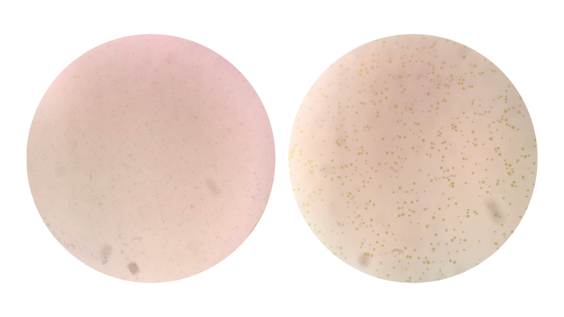 Beta Alg-Strain Development-3